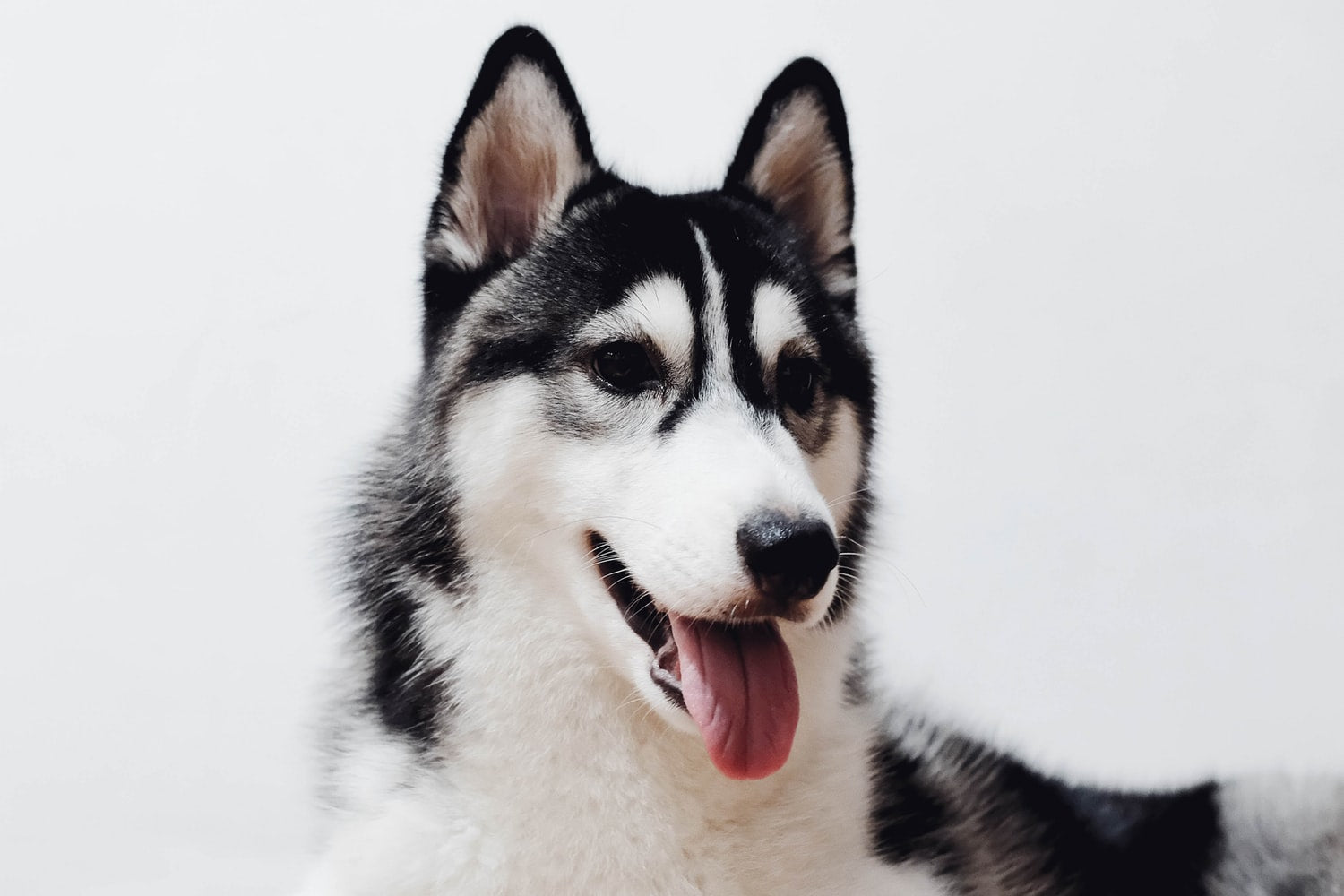 Eight Dog Breeds for Runners