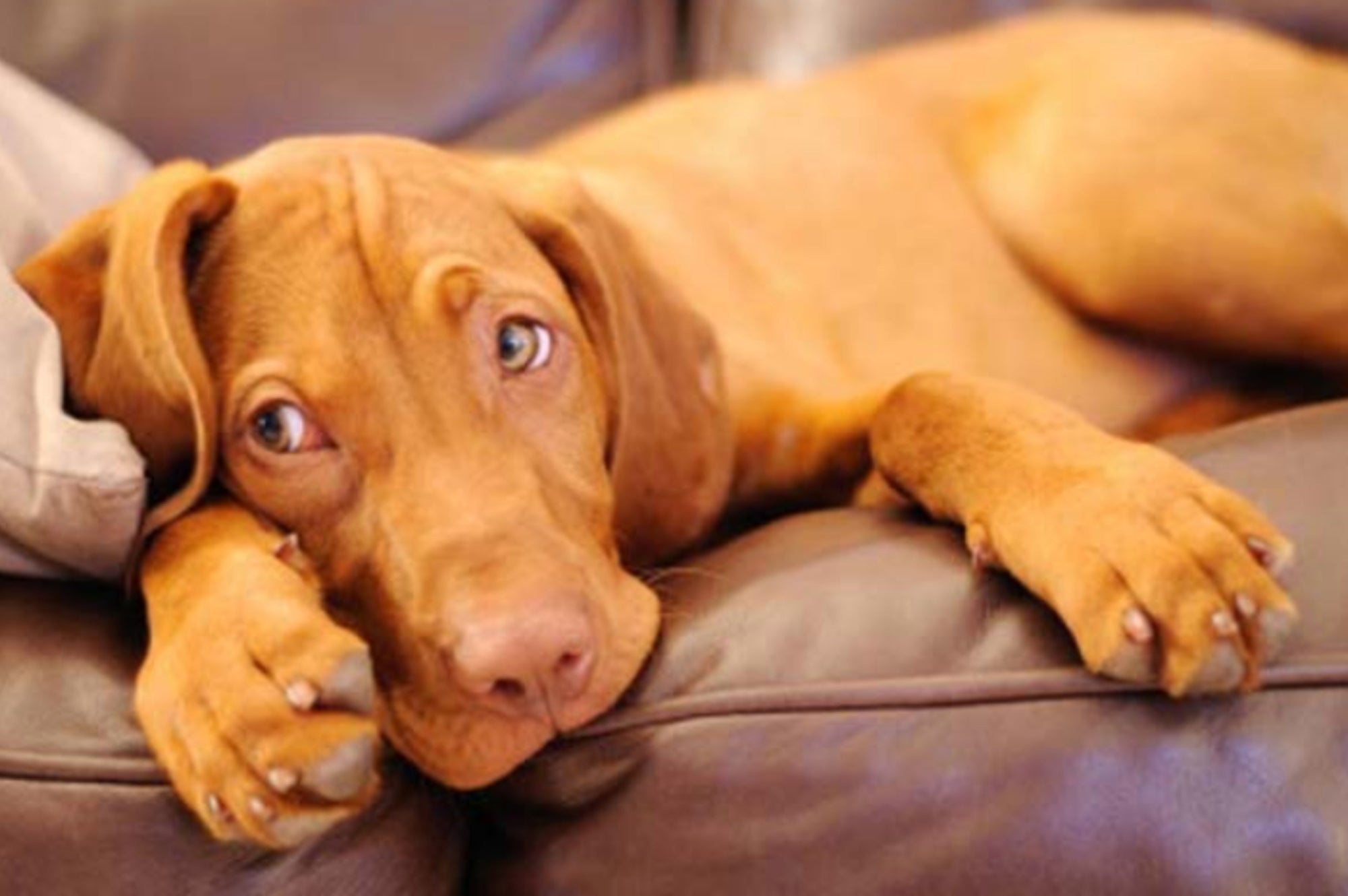 How Much Exercise Does a Puppy Need?
