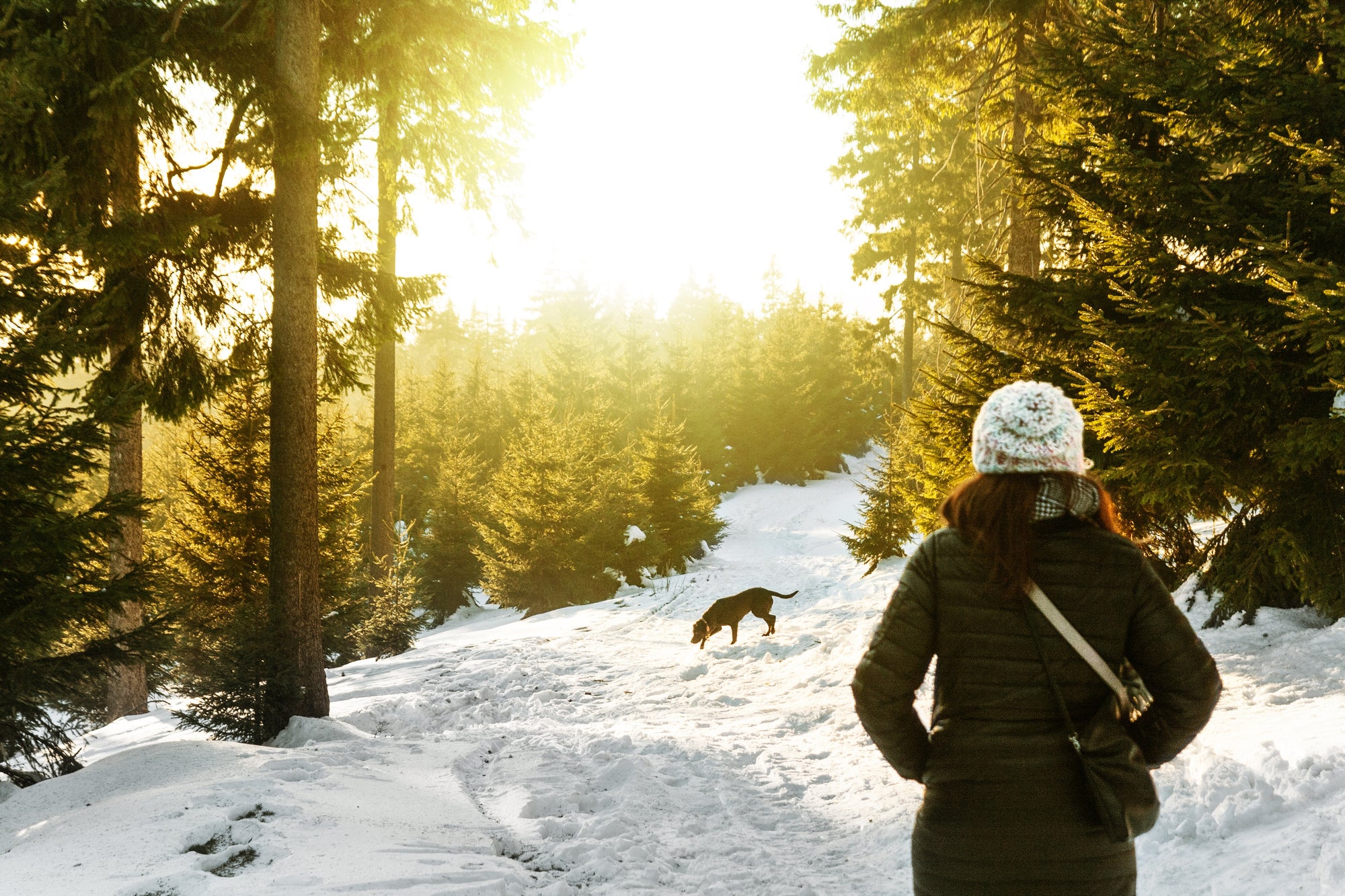 5K Training with Your Dog