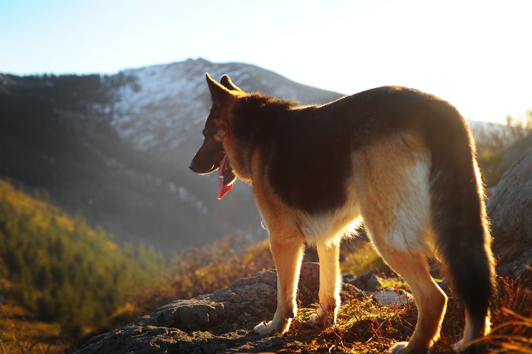 Iron Doggy Dog Blog - How to Keep Your Dog Healthy