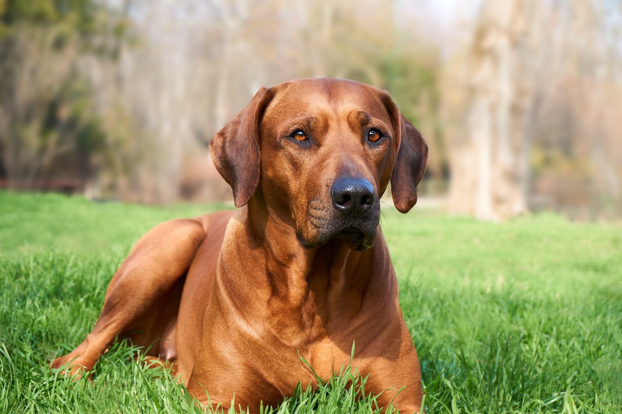 rhodesian-ridgeback-lying-in-green-grass