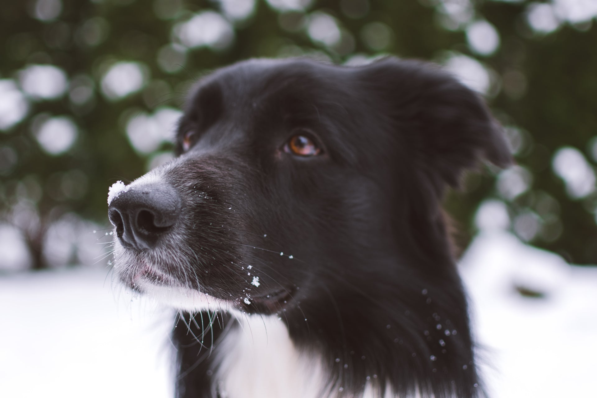 5 Exercises to Support Your Dog's Body and Mind