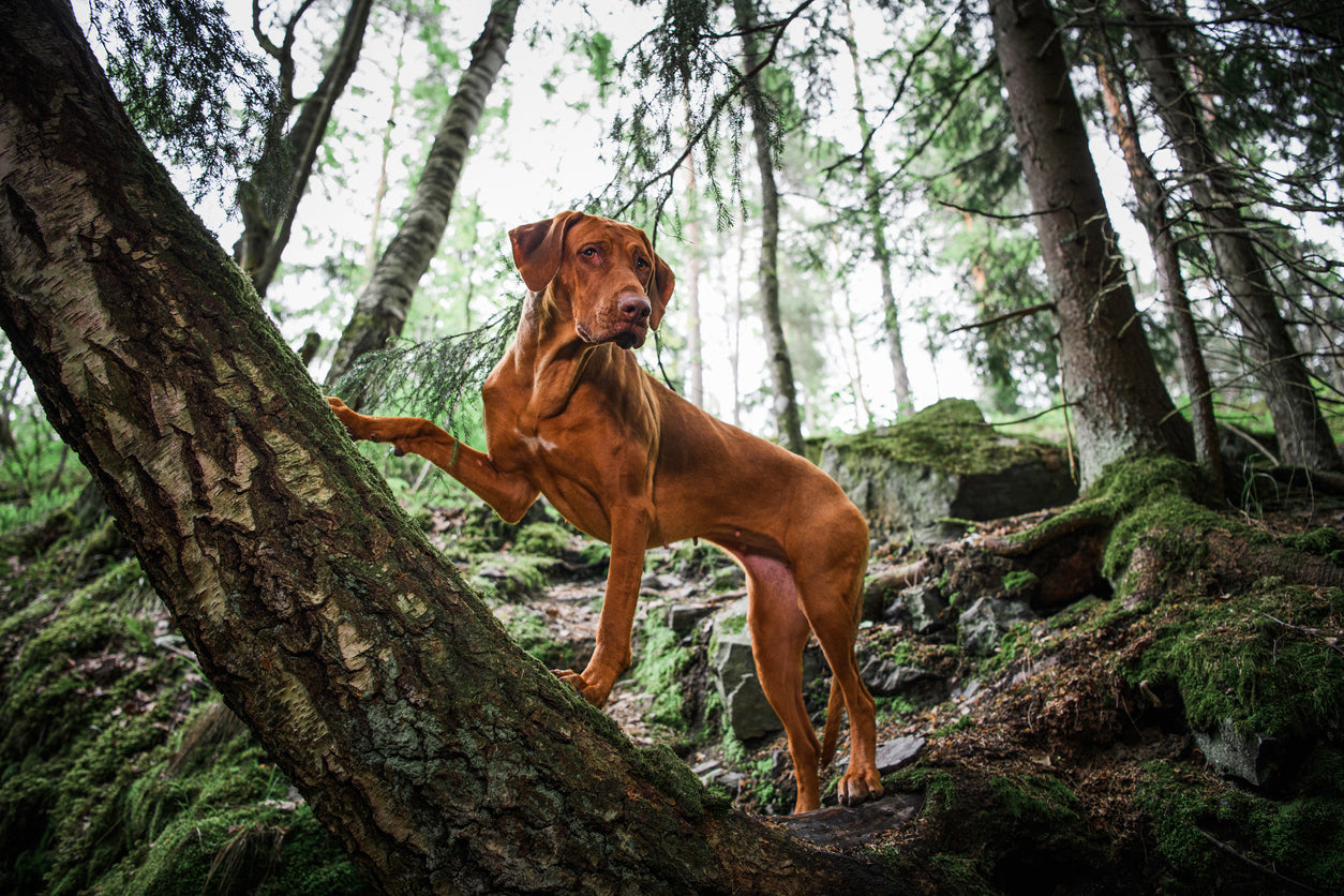 After the Run: The Best Bed for Your Hardworking Dog