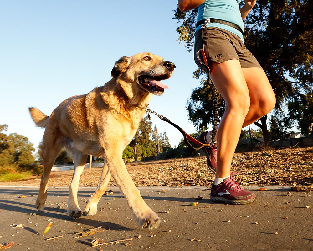 Hands-Free Running with dog